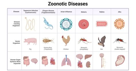 Zoonotic Diseases: Classification, Causes, Prevention, Control
