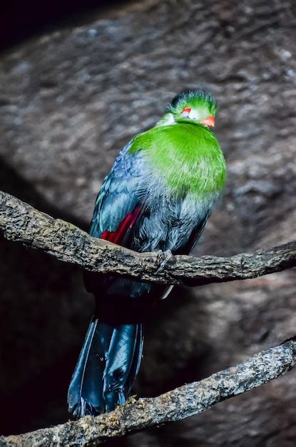 Premium Photo | Parrot tropical bird