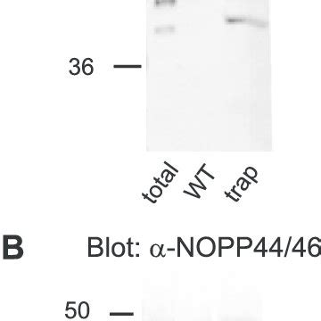 Substrate Trapping Identifies NOPP44 46 As A Major TbPTP1 Substrate A