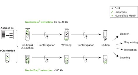 Pcr Cleanup And Gel Extraction—the Two In One Kit