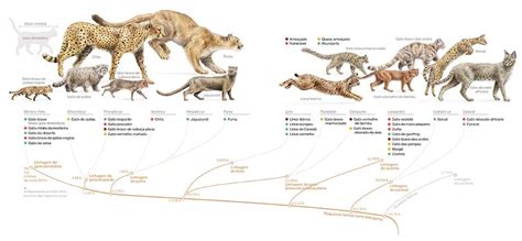 Nomes Para Felinos Do Sexo Masculino E Feminino Mundo Ecologia