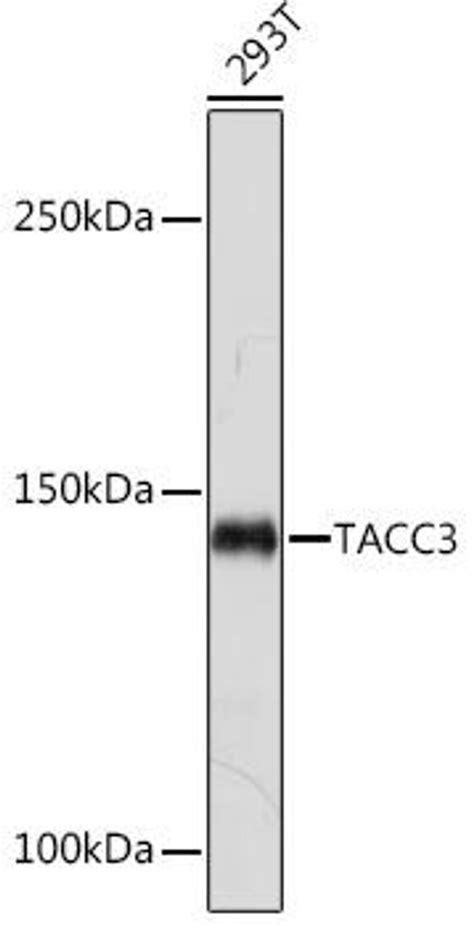 Anti Tacc3 抗体 Assay Genie