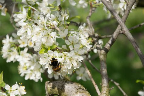 Garten Navi Mirabelle Prunus Domestica Ssp Syriaca Bellamira