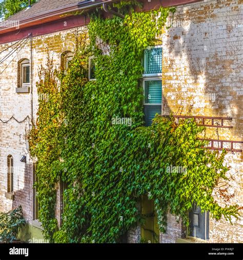 Vines On Brick Wall High Resolution Stock Photography And Images Alamy