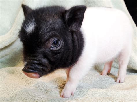 Teacup Pot Bellied Pig