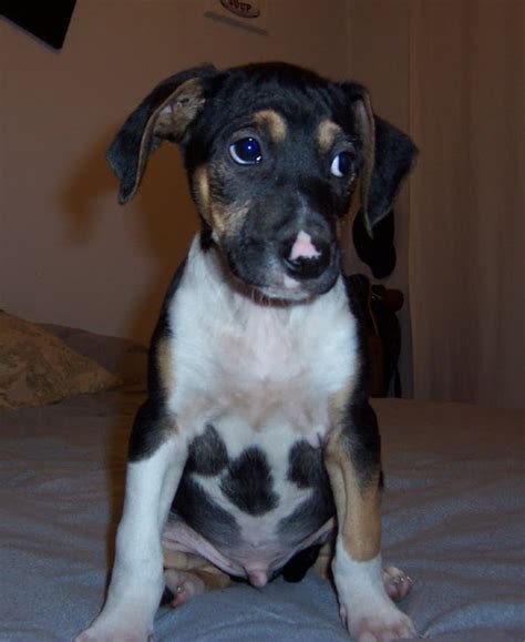 Adoptándonos Cachorrito Hermoso Está En Adopción Urgente