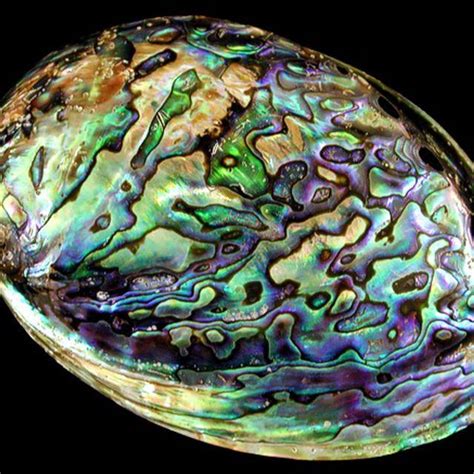 A Beautiful Abalone Shell Abalone Shell Sea Shells Shells