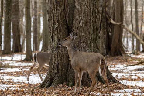 Deer. White-tailed Deer on Snow . Natural Scene from Wisconsin State ...