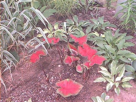 Tropicals Tender Perennials Caladium Florida Cardinal 1 By