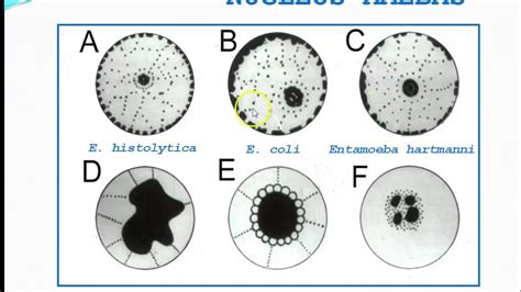 Entamoeba Histolytica Iii Morfología Y Ciclo De Vida Youtube