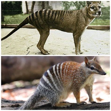 164 best Thylacine images on Pholder | Naturewasmetal