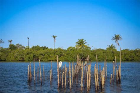 Paseo en barco por el río de Contas desde Itacaré Civitatis