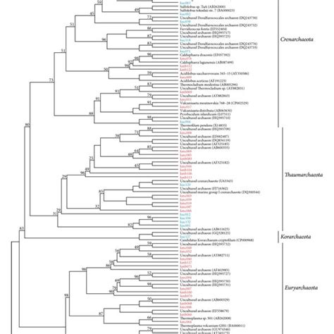 Maximum Parsimony Phylogenetic Tree Based On All Archaeal S Rrna Gene