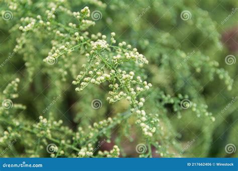 Artemisia Annua Branch Royalty-Free Stock Image | CartoonDealer.com ...