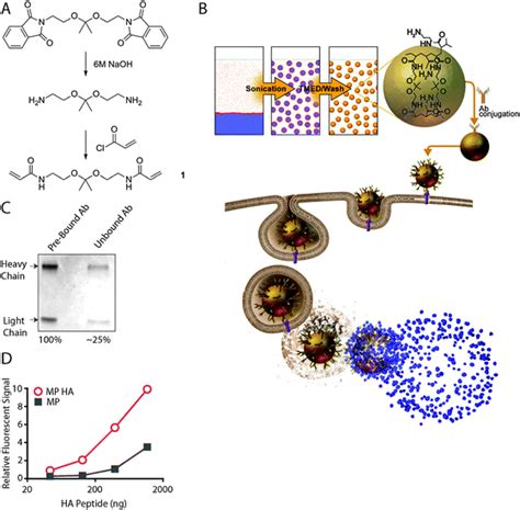 Antigen Loaded Ph Sensitive Hydrogel Microparticles Are Taken Up By Dendritic Cells With No