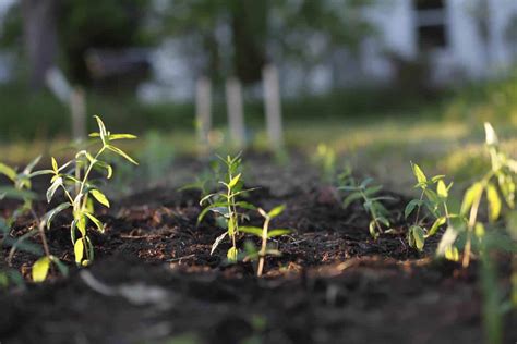 How To Propagate Rhododendron From Cuttings Farmhouse And Blooms