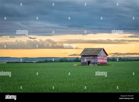 Vintage Red Barn With Bullet Holes In A Wheat Field At Sunset In