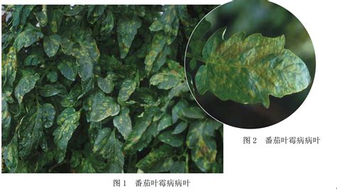 番茄叶霉病 果树、蔬菜、茶树病虫 图片