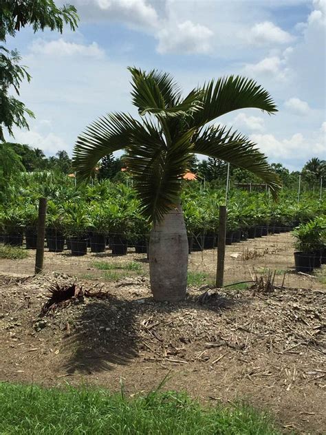 Hyophorbe Lagenicaulis Bottle Palm Plantvine