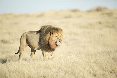 A lion in savanna stock image. Image of kunene, barren - 145531855