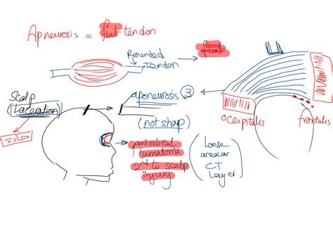 SOLUTION Anatomyof Scalp And Face Studypool