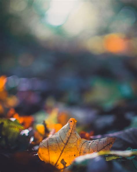 Sheet Autumn Macro Fallen Blur HD Phone Wallpaper Peakpx