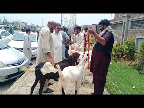 Wednesday Update Bakra Mandi Lahore Shahpur Kanjra Mandi