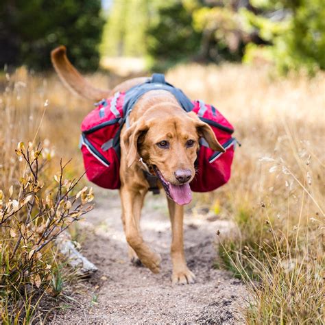 The Best Outdoor Dog Gear (2024): Camping Beds, Packs, Etc