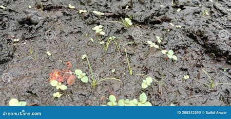 You Can See The Muddy And Muddy Ground Around Which Grass And Shoots Have Started To Grow Stock