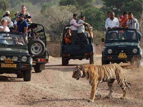 Ranthambore Safari रणथंभौर जाने वाले पर्यटक ध्यान दें टाइगर सफारी की