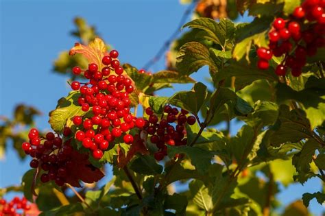 Rbol De Viburnum Con Frutos Rojos Y Hojas Verdes En La Superficie Del