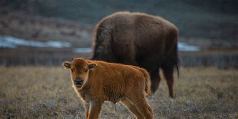 Wildlife of Yellowstone - Destination Yellowstone