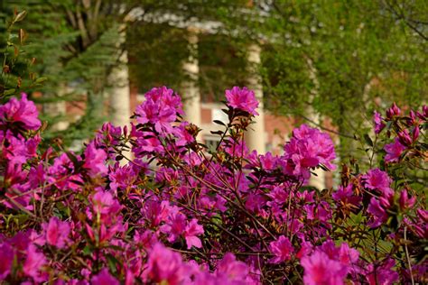 Pruning Flowering Shrubs | N.C. Cooperative Extension