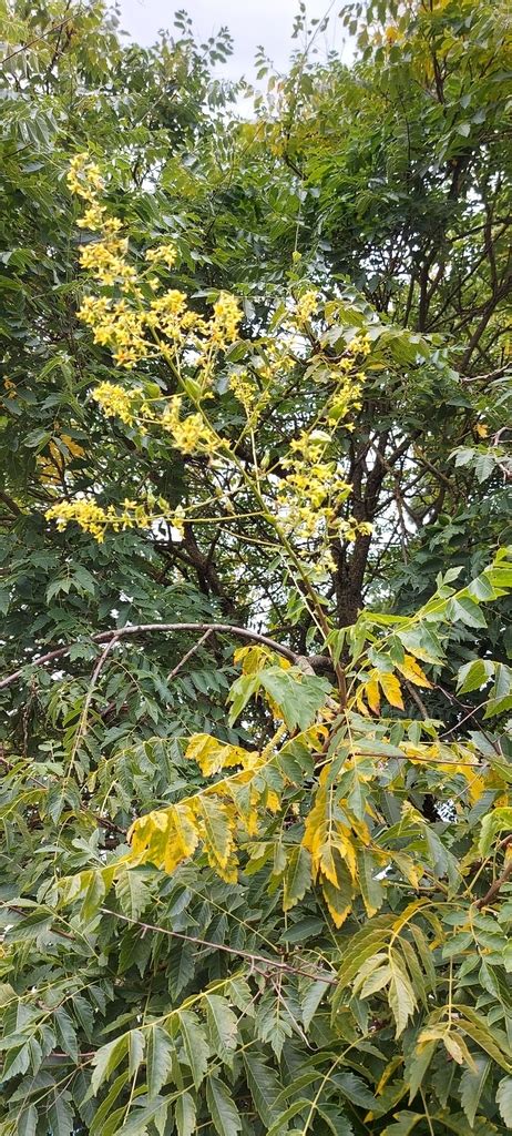 Golden Rain Tree From Villeneuve Sur Bellot France On August