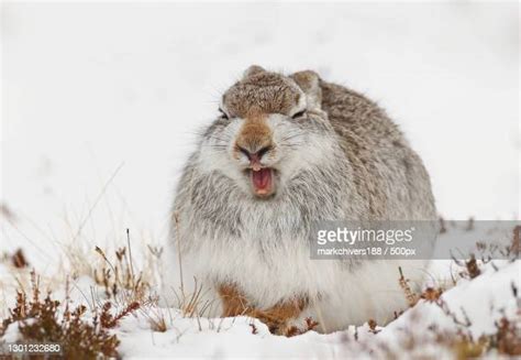 641 Mountain Hare Stock Photos, High-Res Pictures, and Images - Getty ...