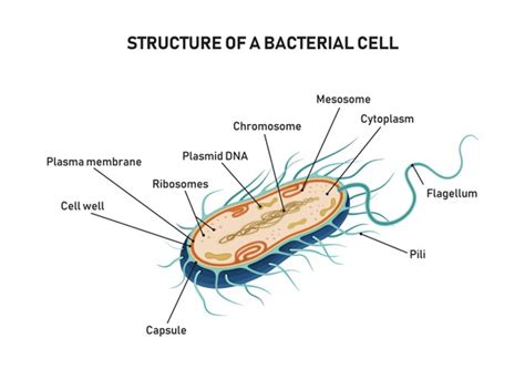 1,516 Bacterial Cell Diagram Royalty-Free Images, Stock Photos ...