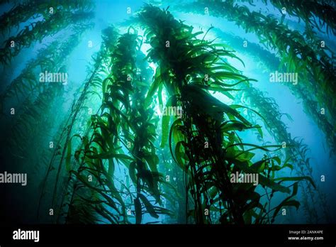giant kelp macrocystis pyrifera kelp forest grows   rocky bottom