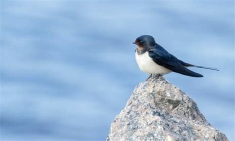 Día Mundial de las Aves Migratorias las 6 más curiosas