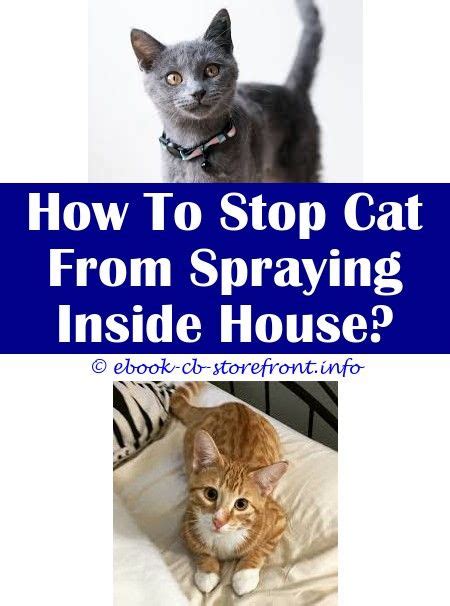 How Do You Stop A Male Neutered Cat From Spraying Pee Cat Home