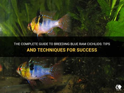 The Complete Guide To Breeding Blue Ram Cichlids Tips And Techniques