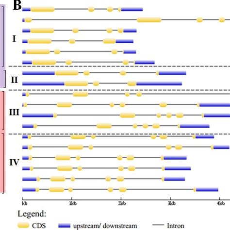 Phylogenetic Analysis And Exon Intron Structures Of Soybean 14 3 3 Download Scientific Diagram