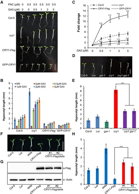 The Blue Light Receptor Cry Interacts With Gid And Della Proteins To