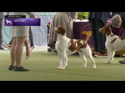 Brittanys Breed Judging 2023 YouTube