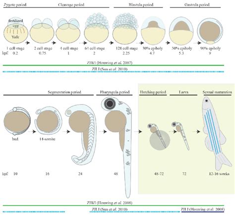 Piwi expression during zebrafish development The embryonic development