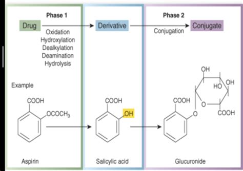 Pharmacokinetics Drug Metabolism Excretion Flashcards Quizlet