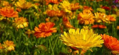 img-marigold-mosquito-repellent-plants_blog - Rentokil ID