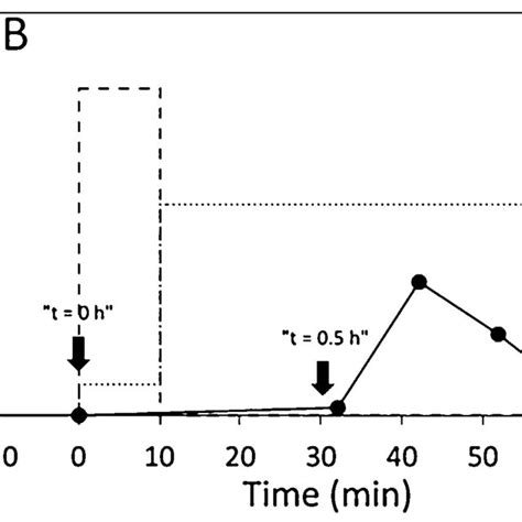 Bedload Transport Measured At The Sediment Trap Continuous Line With