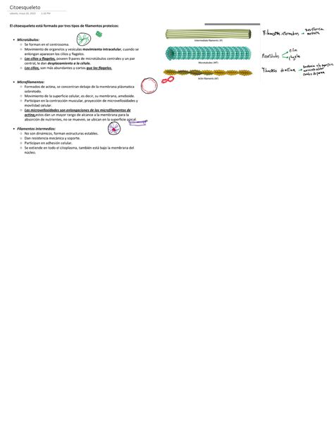 Citoesqueleto Apuntes Biología Celular USS Studocu