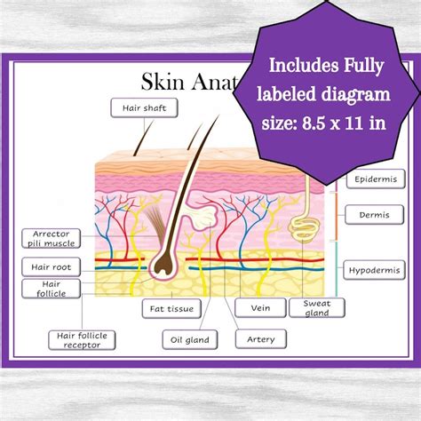 Skin Anatomy Diagram Classroom Poster Study Aid Etsy