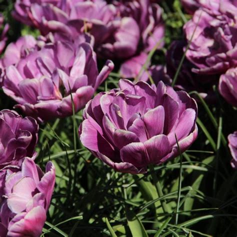 Tulipa Blue Diamond Buy Plants At Coolplants